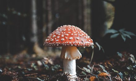 ‘Magic mushroom’ legalization may show up on Oregon ballot
