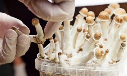 Crypto and Cannabis Backers Shift to Psychedelics