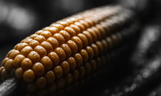 Food & Health Sector Faces New Neurological Risk Warnings as Ultra-Processed Food Concerns Mount